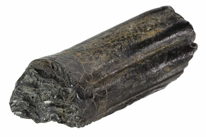 Pleistocene Aged Fossil Horse Tooth - Florida #87294